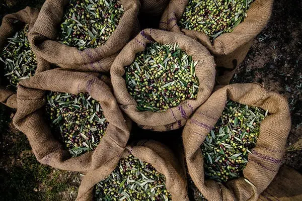 Olive harvest in Croatia