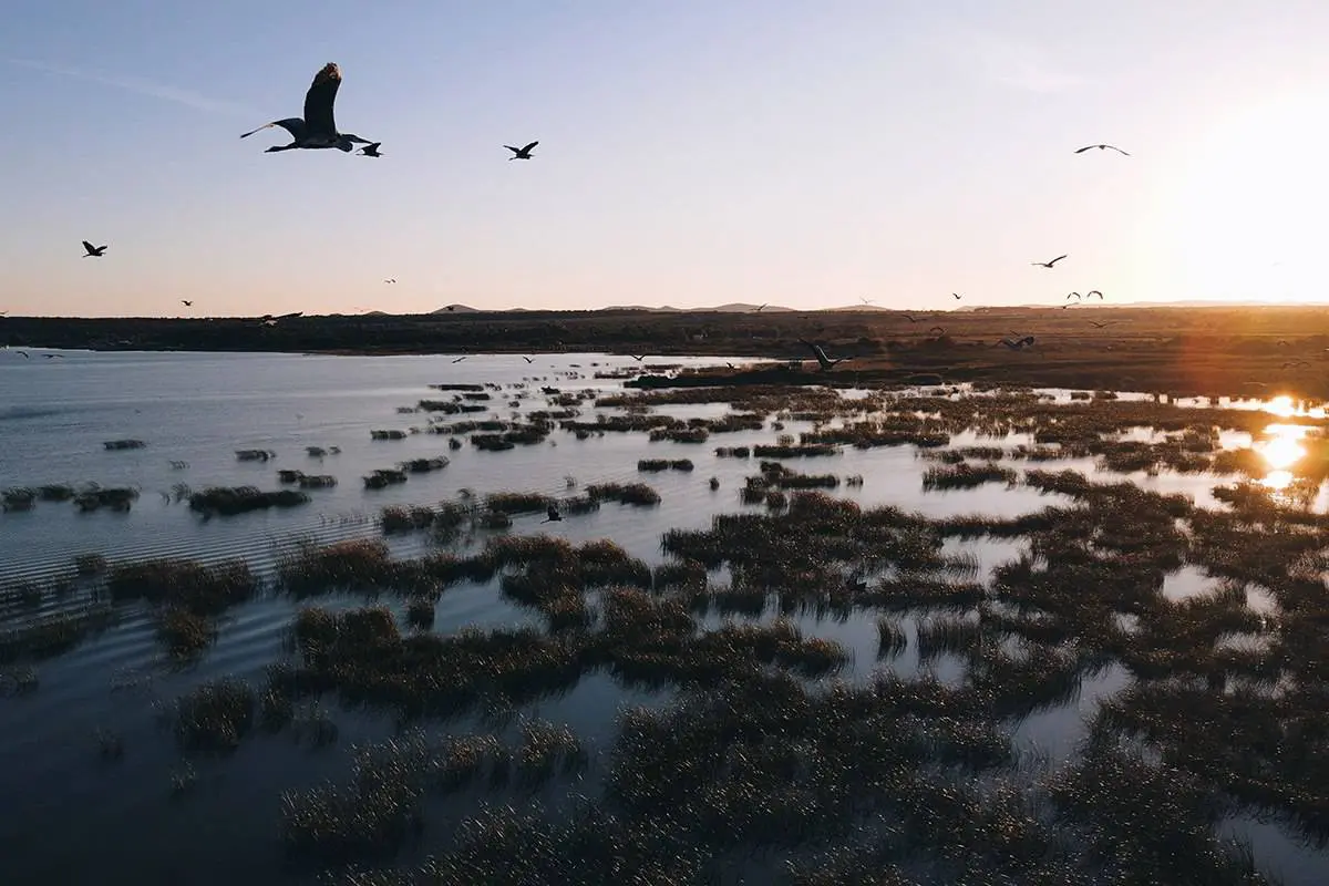 Reserva ornitológica, lago Vrana, aves Reserva ornitológica, lago Vrana, aves