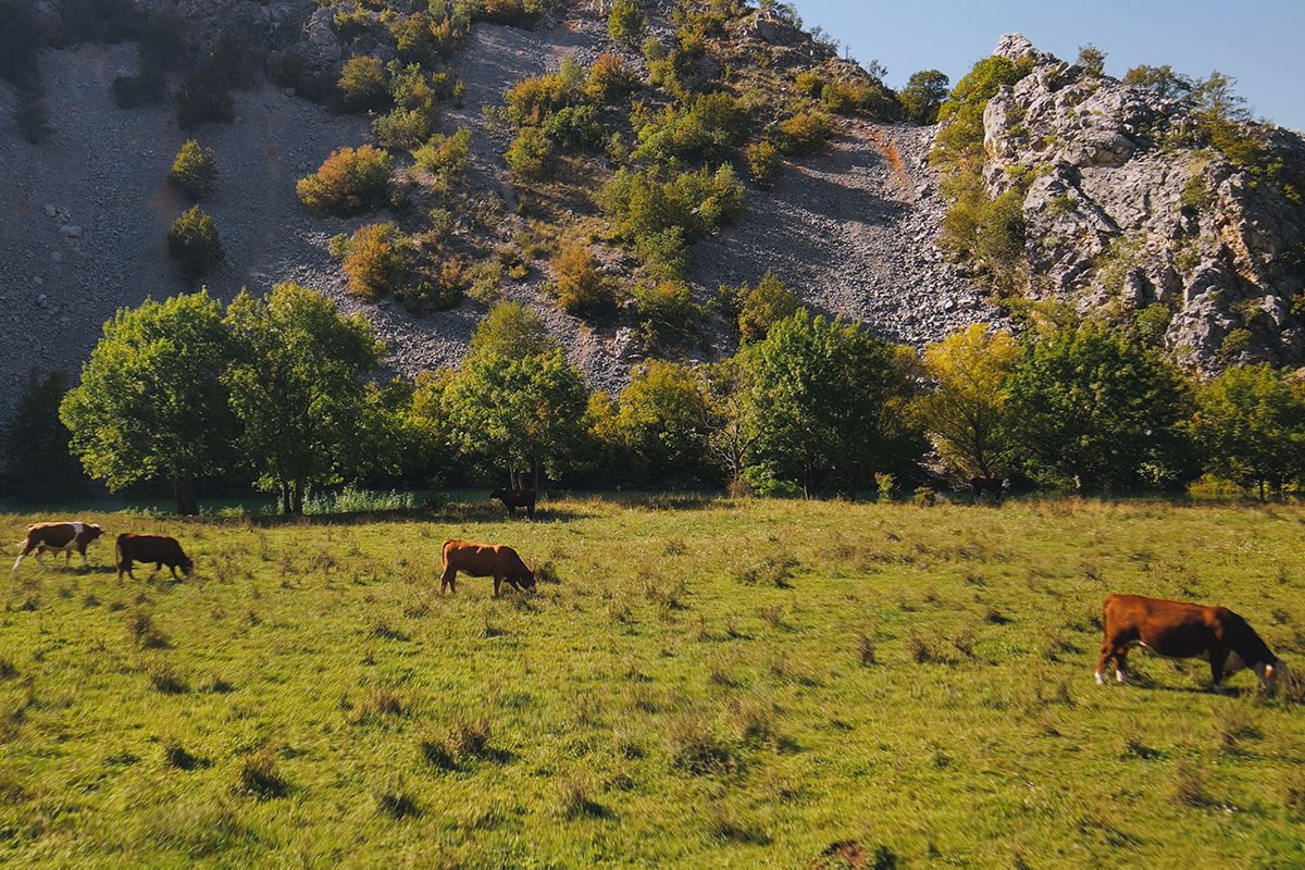 meadow and cows, croatia at krupa river and zrmanja the legend of love