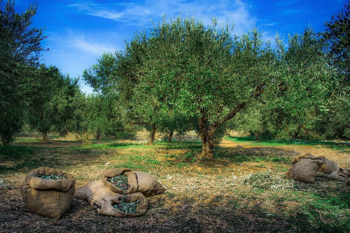 Olive trees in Croatia