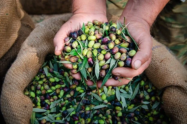 Olives and olive oil