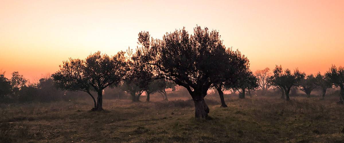 zachód słońca w gaju oliwnym
