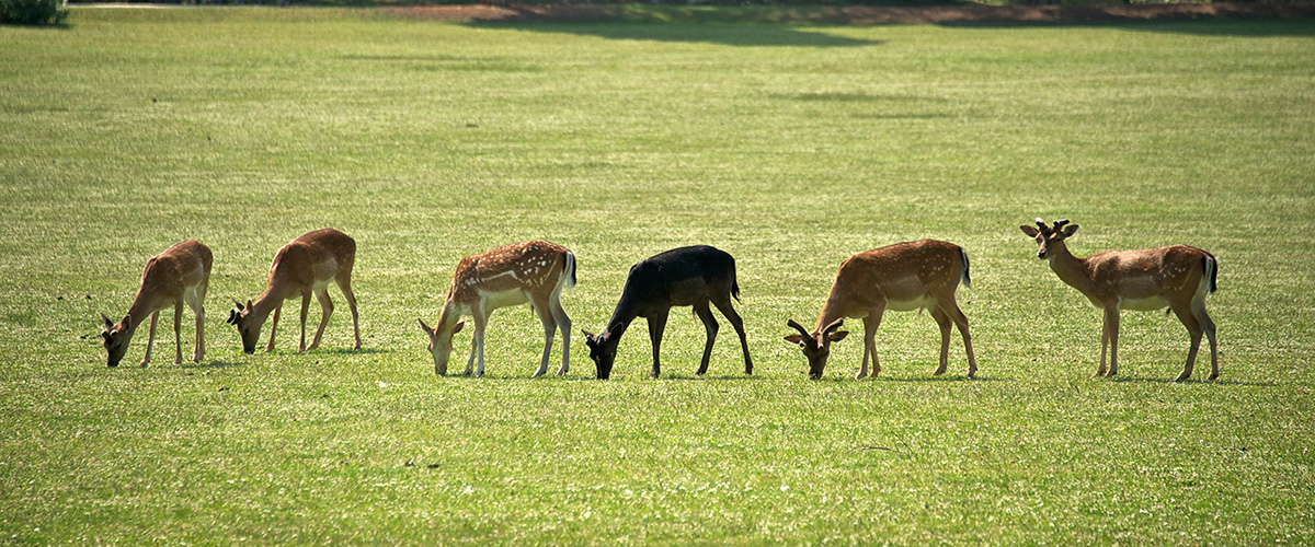 Zvieratá Národný park Brijuni