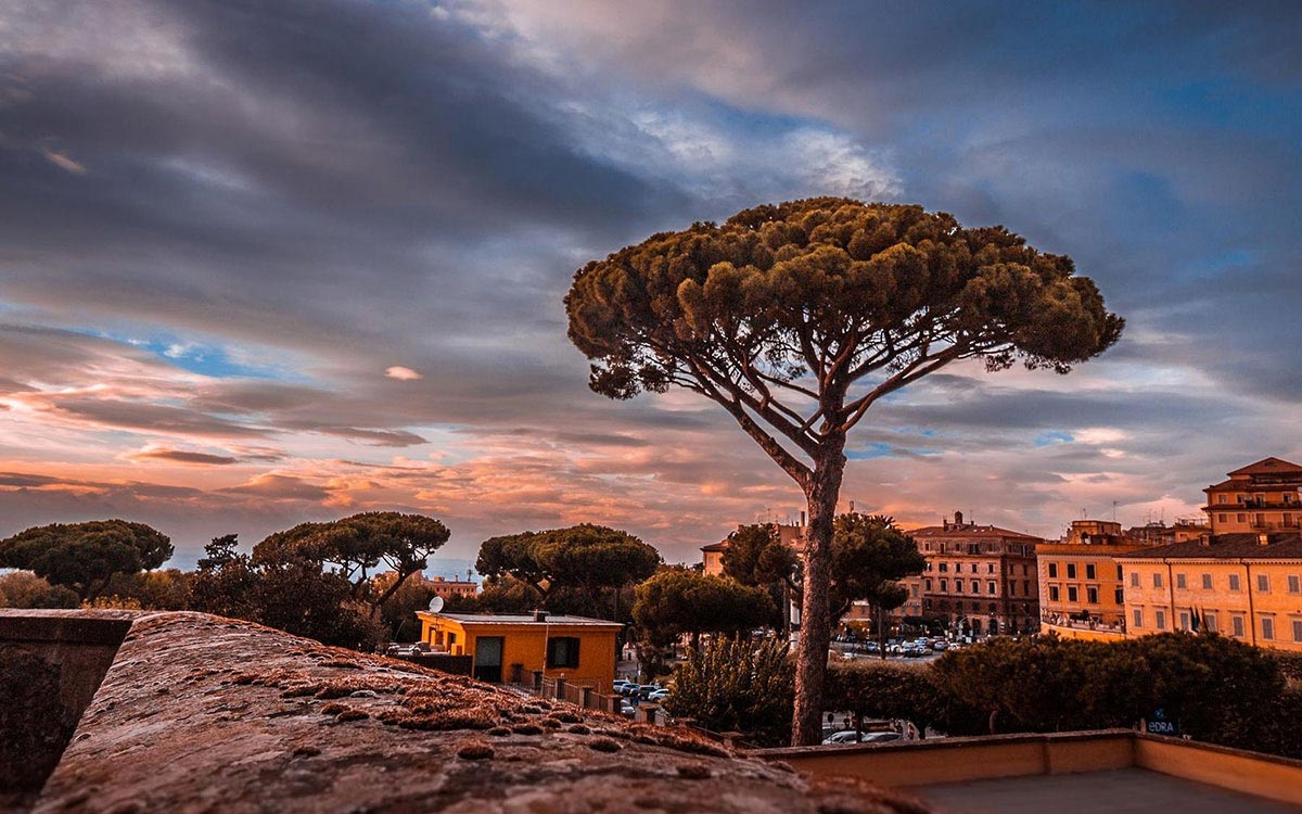 Frascati rooftops and an umbrella pine at golden hour
